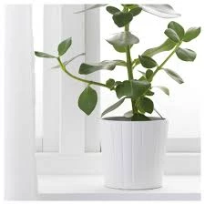 IKEA (Set 5 pots) Papaja 303.313.53 & Kardemumma 001.737.36 - photo 3