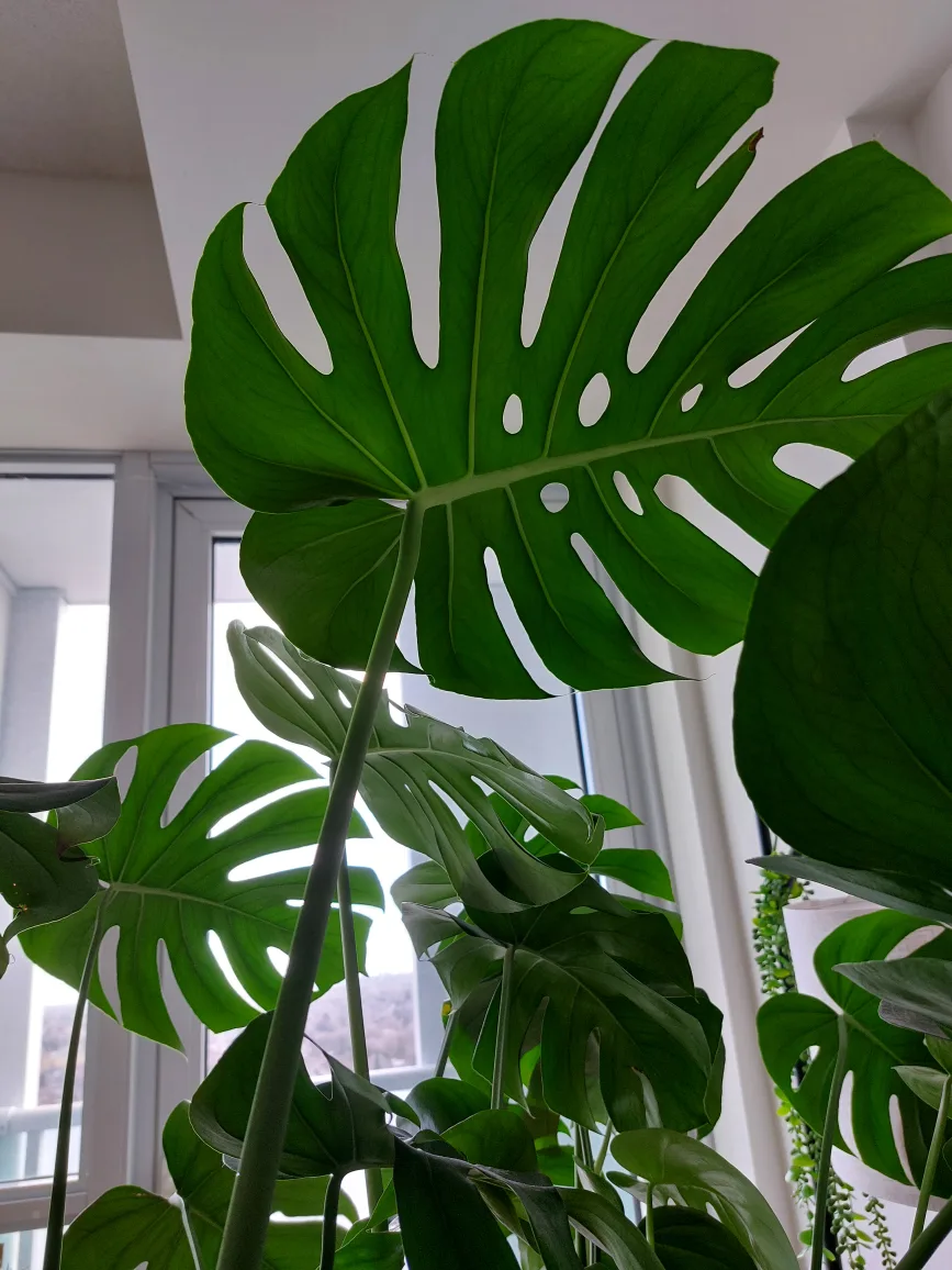 Large Monstera deliciosa plant image indicator(2)