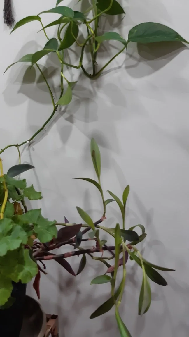 READY TO POT Purple Heart Tradescantia Clipping 🌱 image indicator(4)