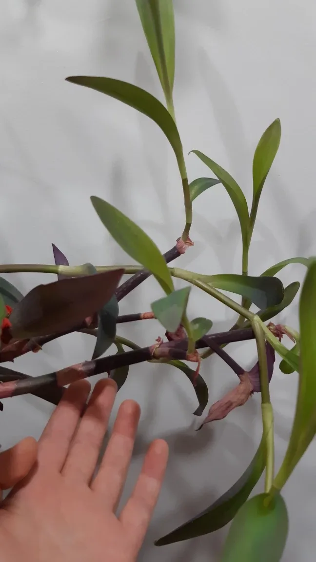 READY TO POT Purple Heart Tradescantia Clipping 🌱 image indicator(5)