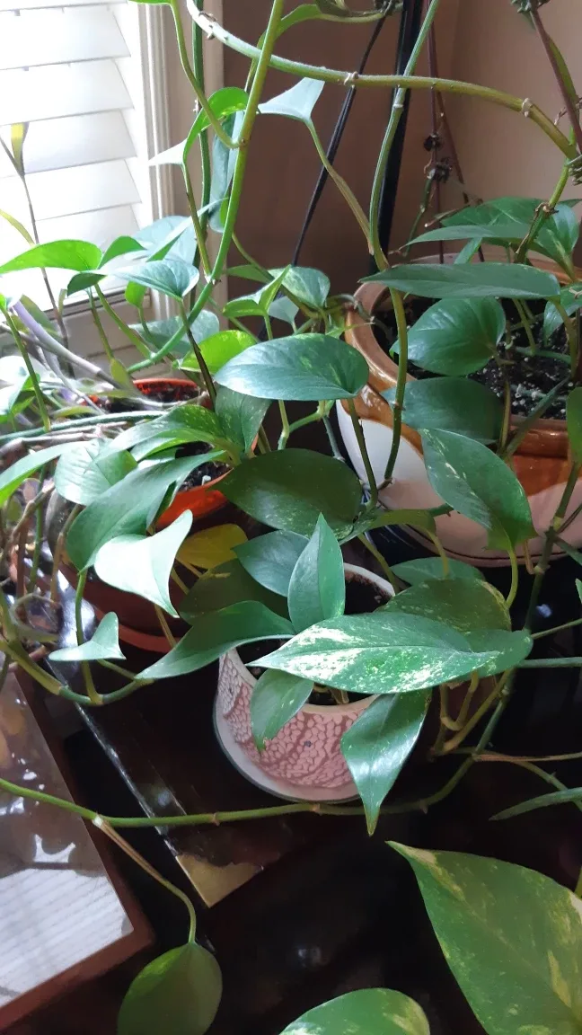 READY TO POT Purple Heart Tradescantia Clipping 🌱 image indicator(6)