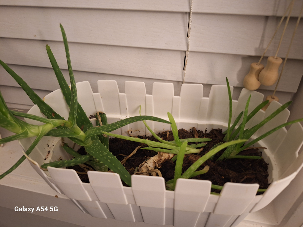 Aloe Vera Plant