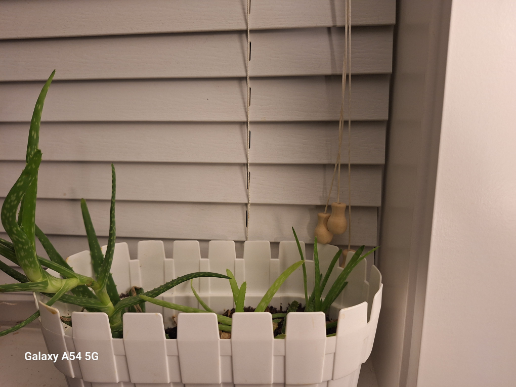 Aloe Vera Plant - photo 2