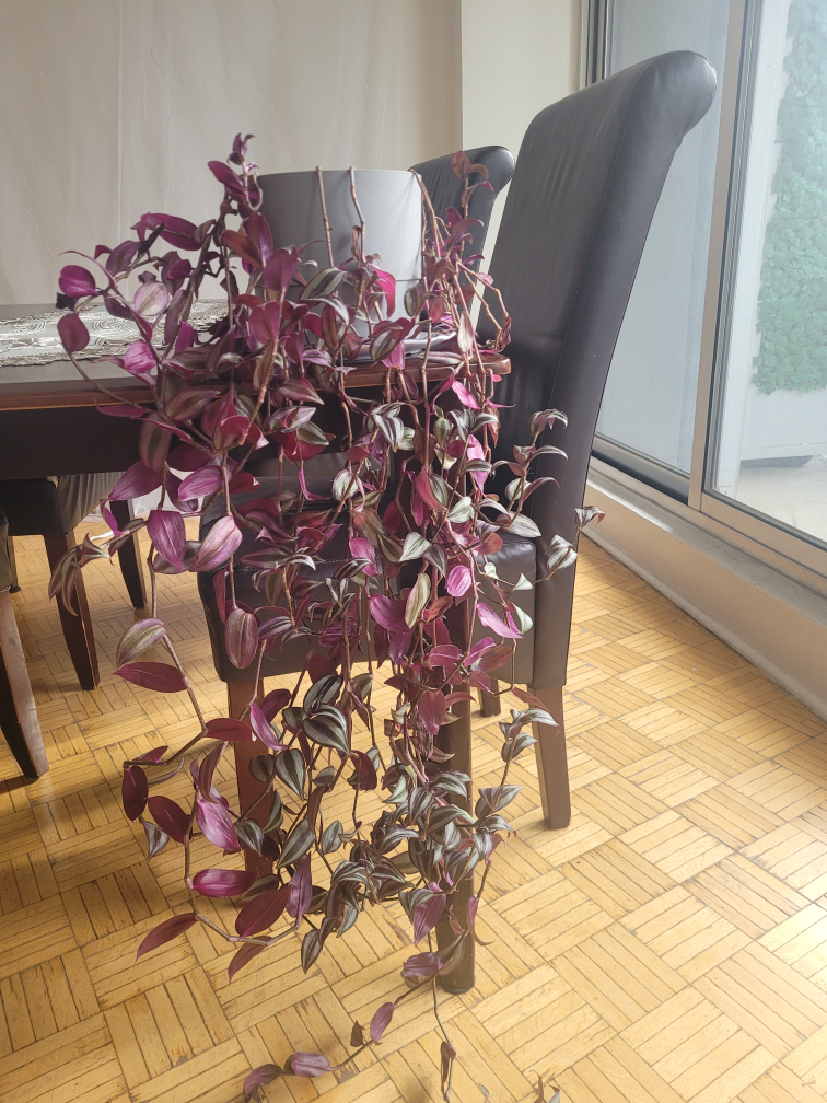 Purple Heart Plant