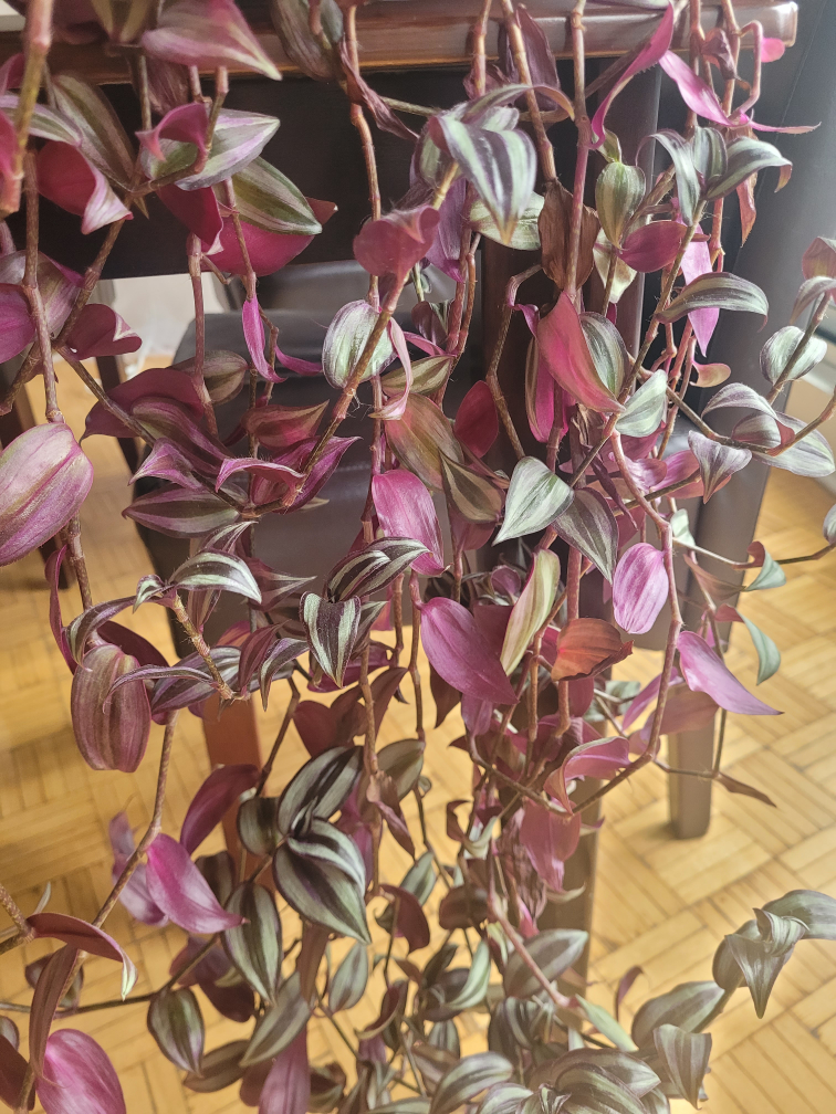 Purple Heart Plant - photo 2