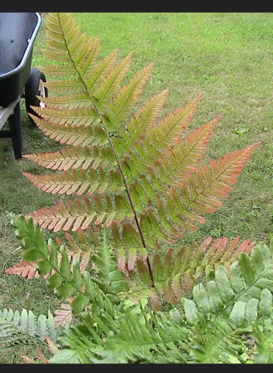 300 Autumn Fern Spores/Seeds✨️🌿 image indicator(7)