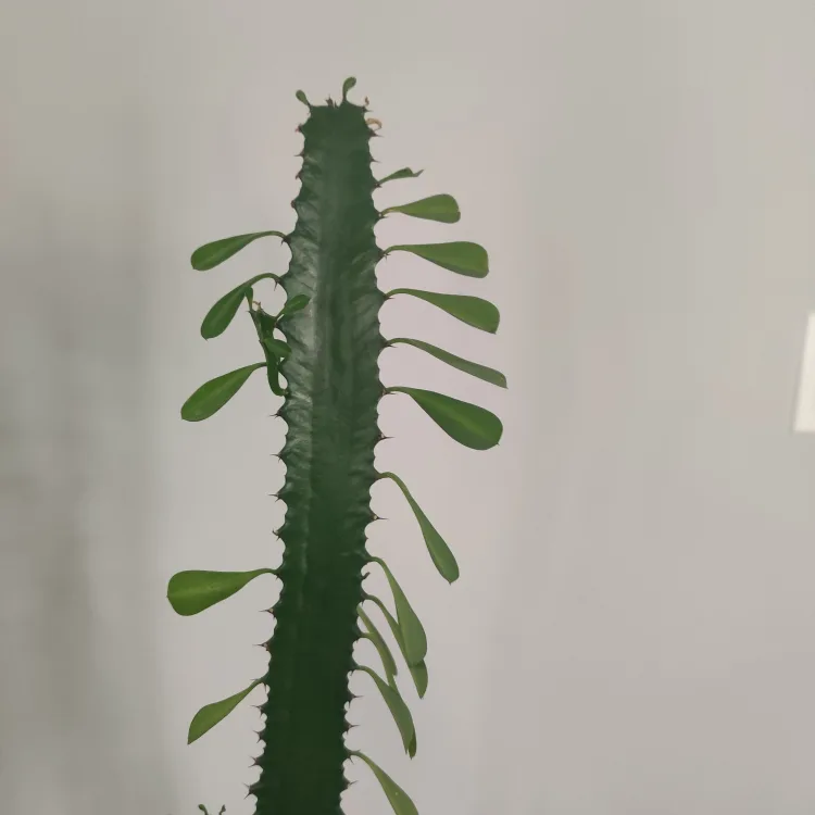 Large Euphorbia Canariensis Cactus Plant image indicator(2)