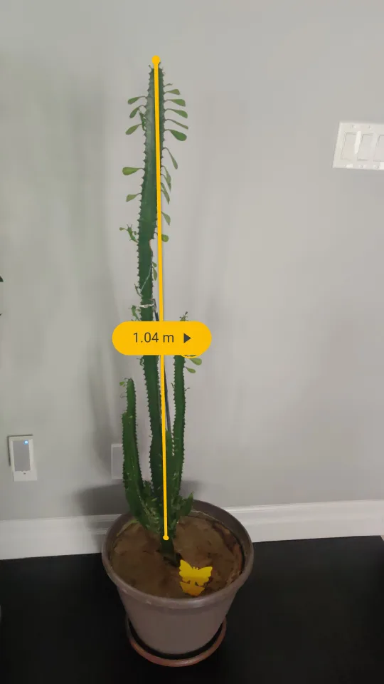 Large Euphorbia Canariensis Cactus Plant image indicator(3)