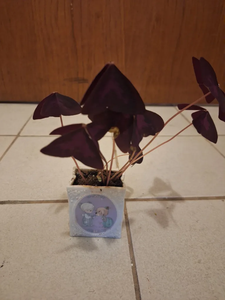 Purple Shamrock Plant thumbnail