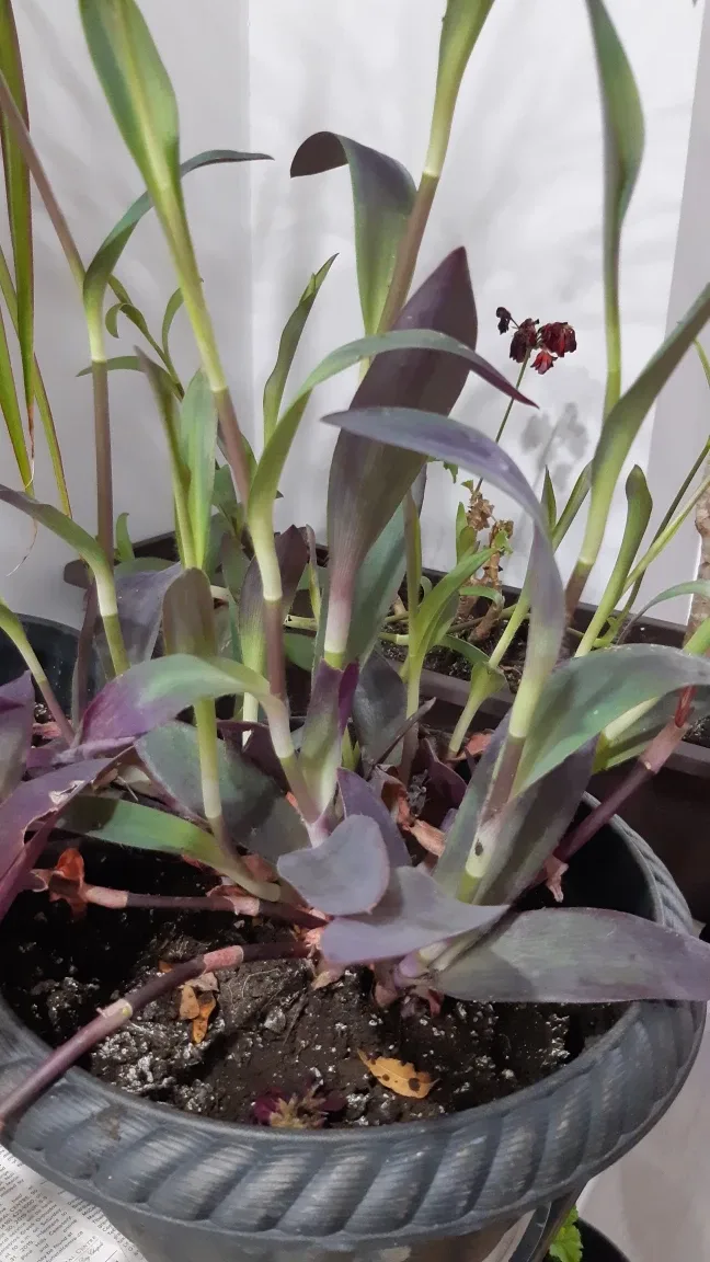 READY TO POT Purple Heart Tradescantia Clipping 🌱 image indicator(2)