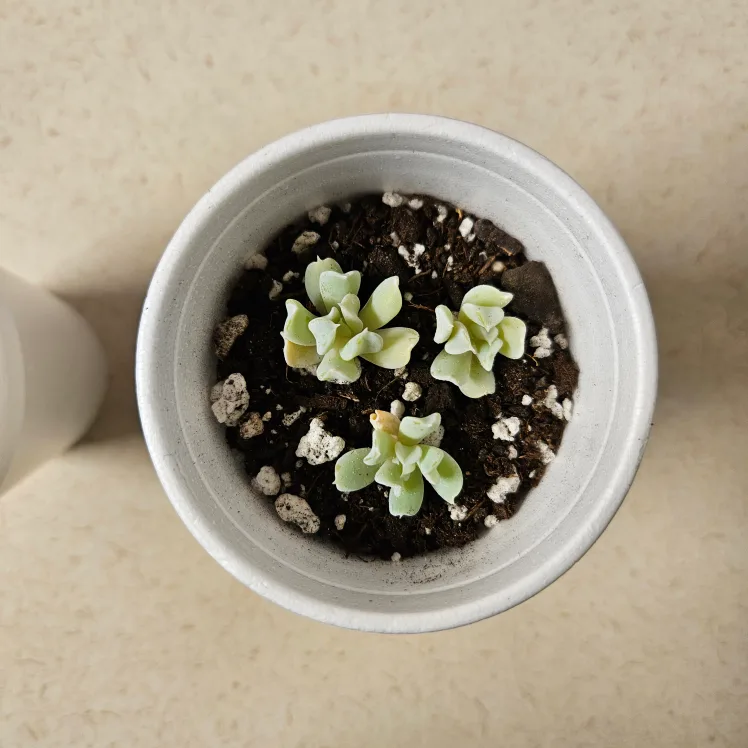 Topsy Turvy Echeveria Succulents image indicator(3)