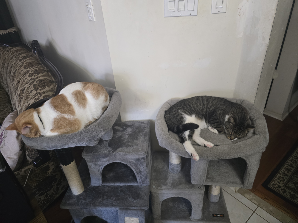 Grey Cat Tree Condo with Two Perches - photo 5