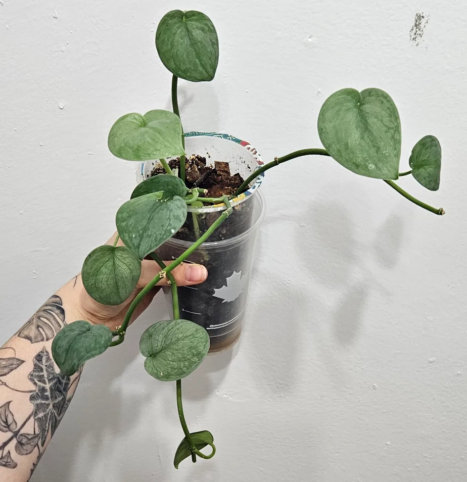 Scindapsus moonlight thumbnail