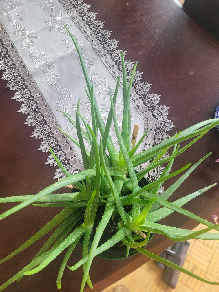 Aloe Vera Plant - photo 2