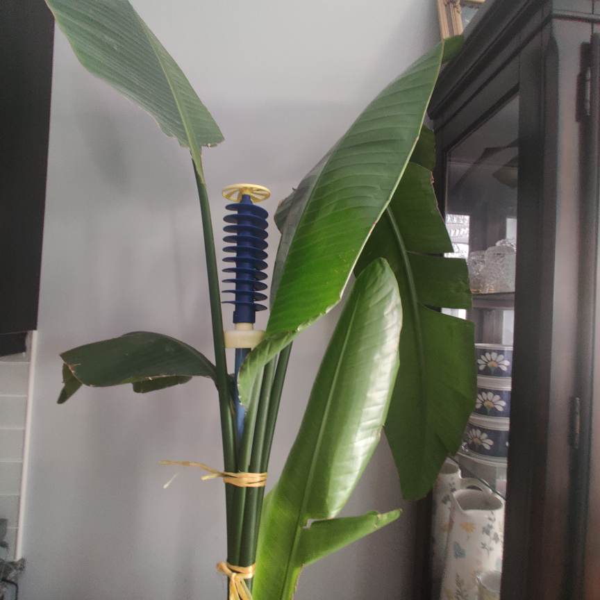 Large Bird of Paradise Plant