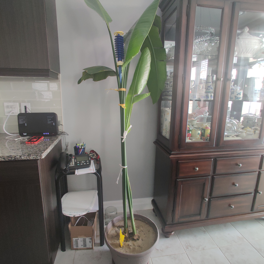 Large Bird of Paradise Plant - photo 2