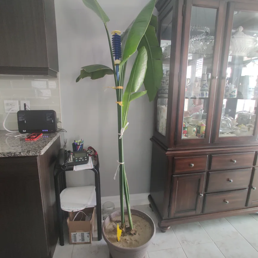 Large Bird of Paradise Plant image indicator(2)