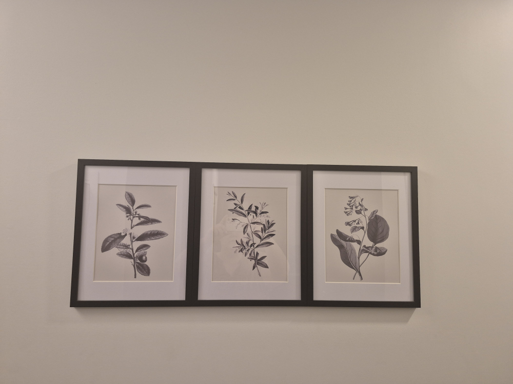Set of Three Botanical Prints