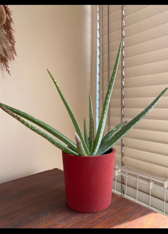 Aloe Vera Plant in Red Pot