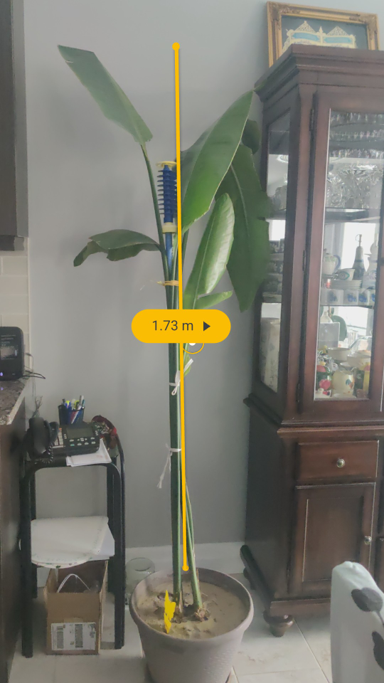 Large Bird of Paradise Plant - photo 3
