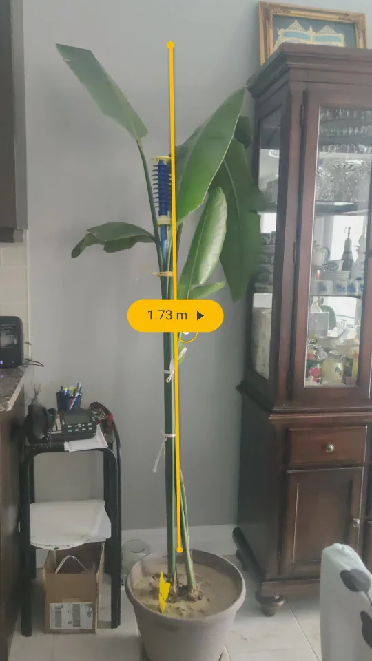 Large Bird of Paradise Plant image indicator(3)