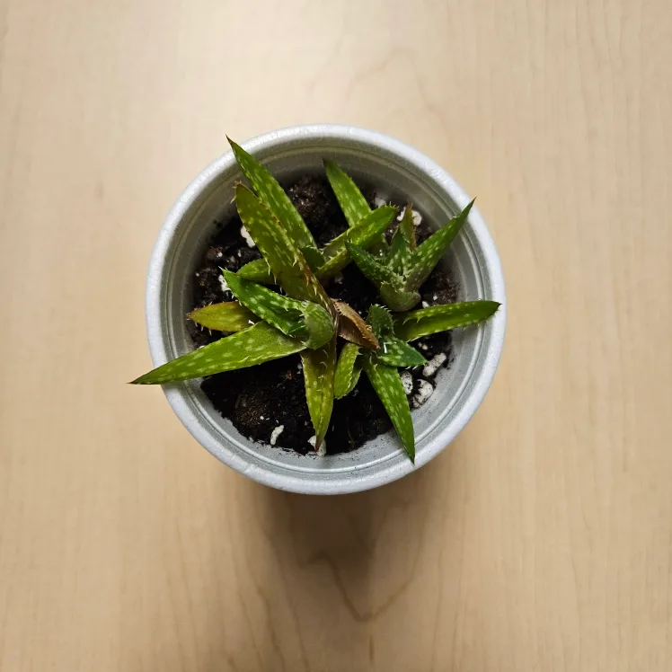 Tiger Tooth Aloe Succulent image indicator(2)