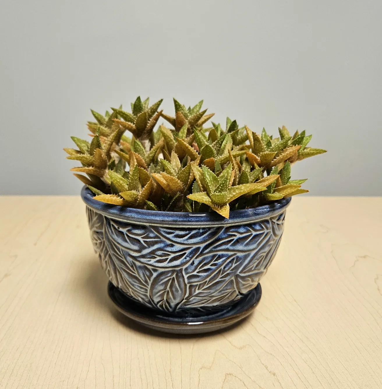 Tiger Tooth Aloe Succulent image indicator(3)