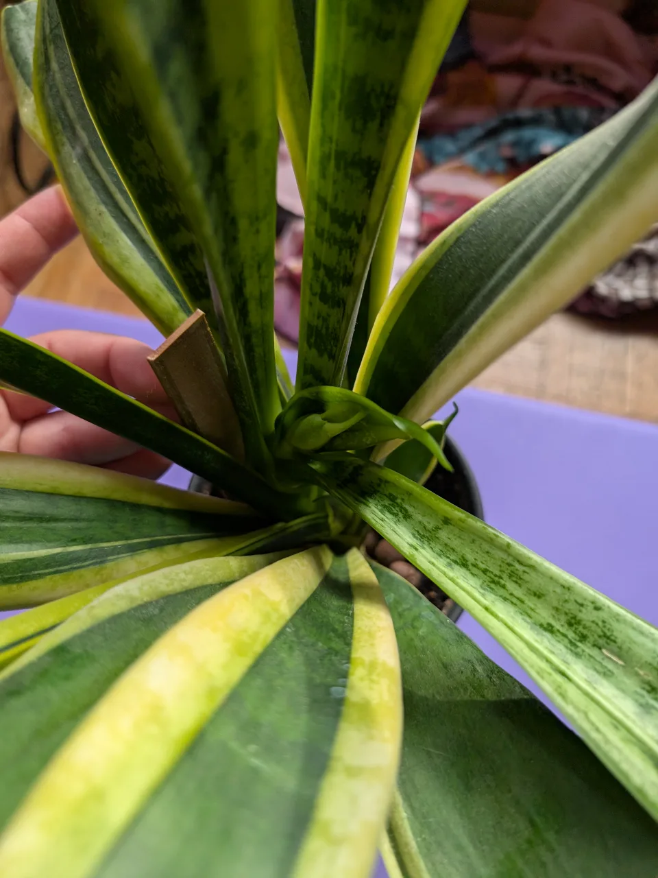 Snake plants 18" image indicator(2)