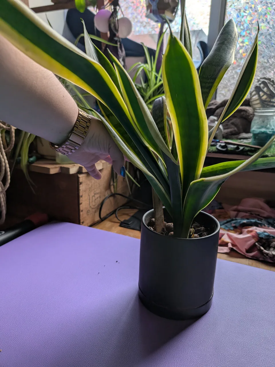 Snake plants 18" image indicator(3)