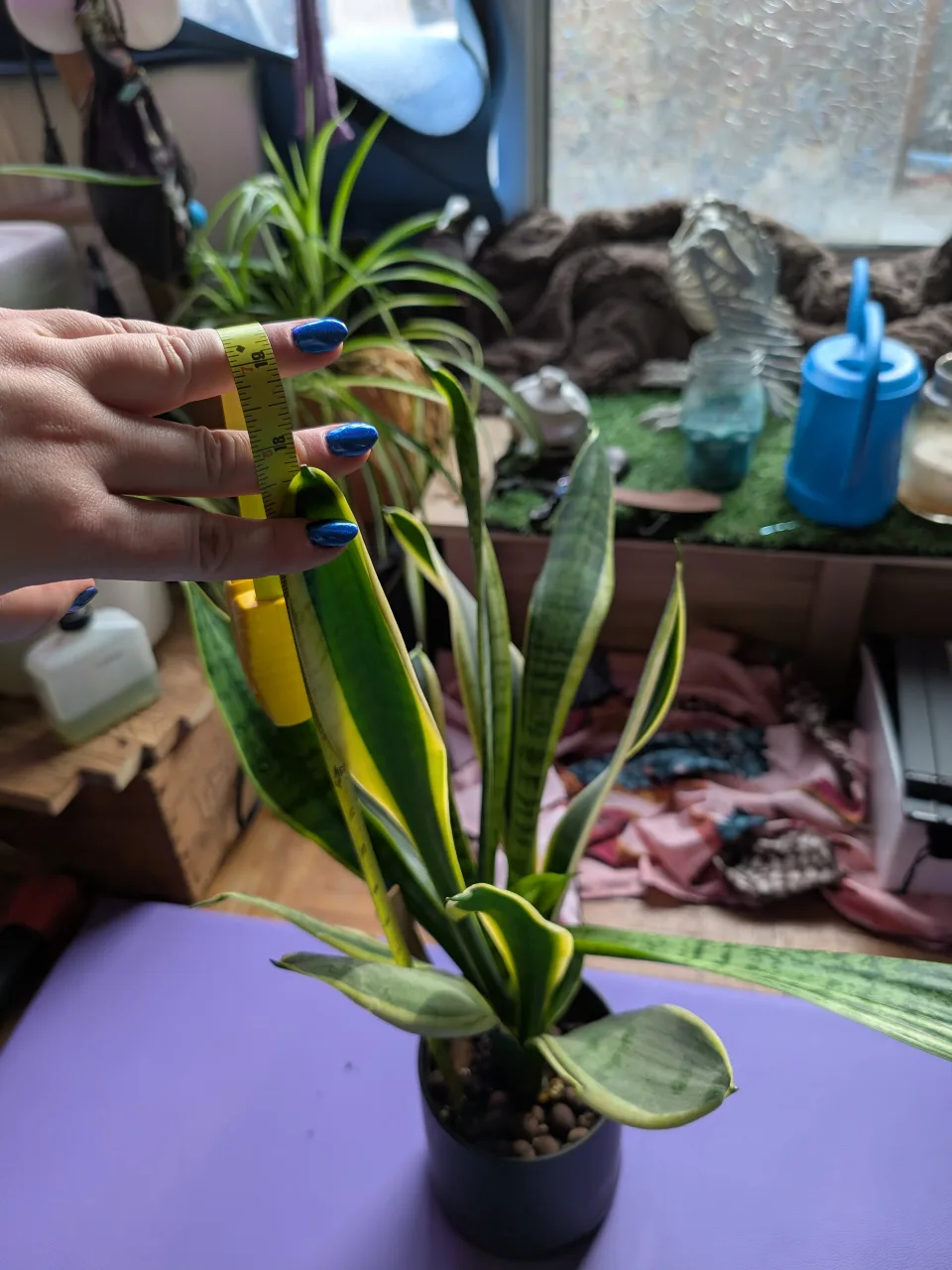 Snake plants 18" image indicator(4)