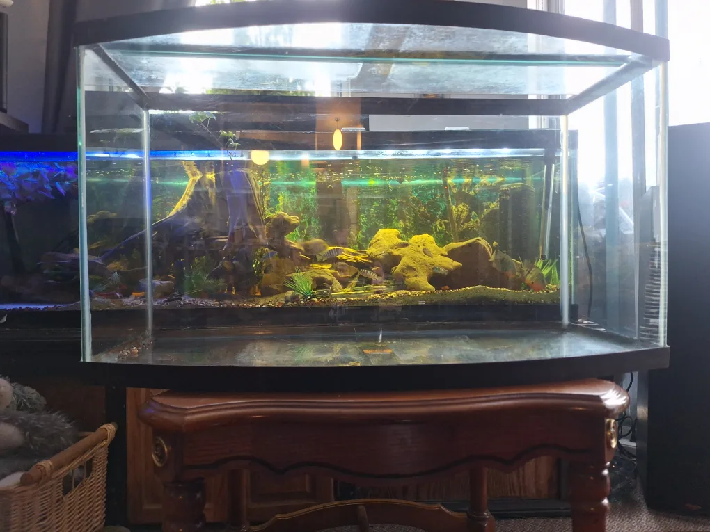 50 gal bow front tank thumbnail