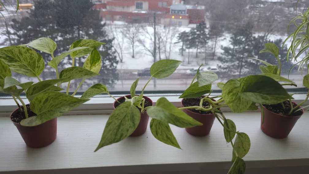 Marble Queen Pothos image indicator(2)