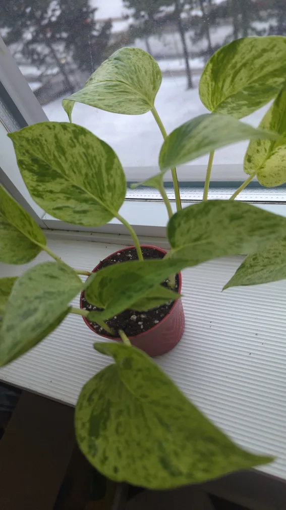 Marble Queen Pothos image indicator(3)