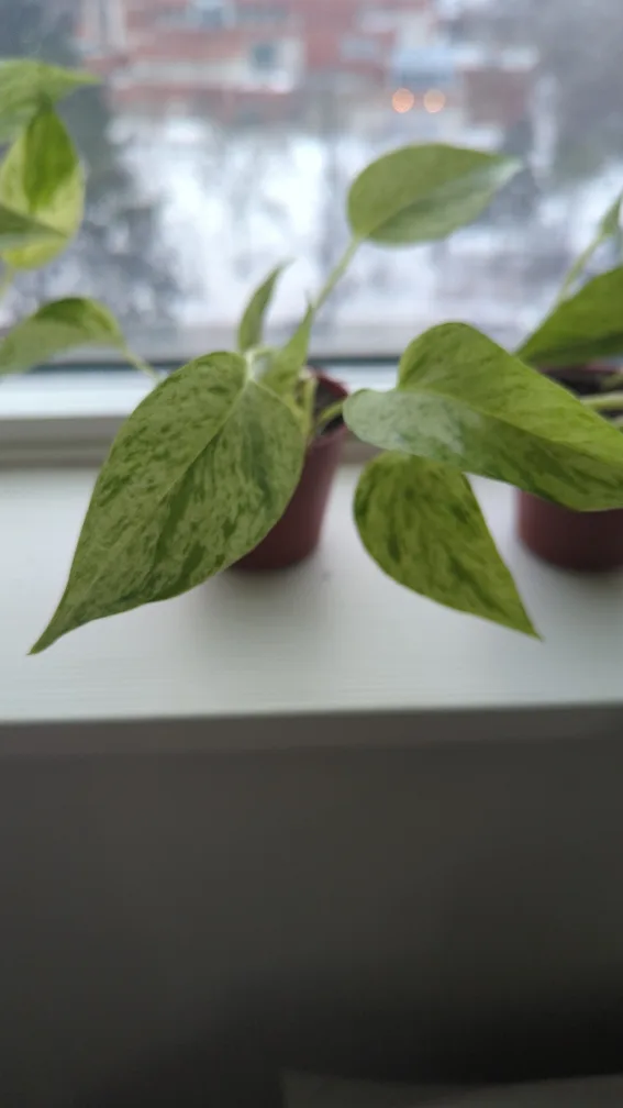 Marble Queen Pothos image indicator(4)