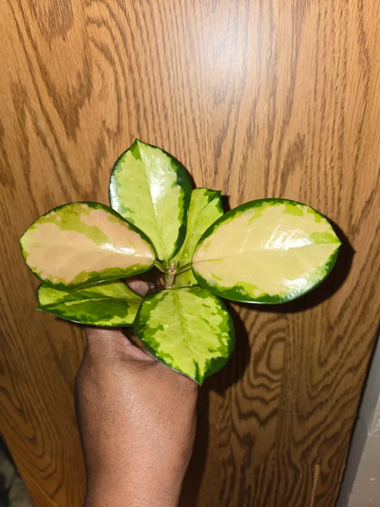 Small >>Hoya AUSTRALIS LISA IN SOIL✨️🌿🌸ROOTED image indicator(3)
