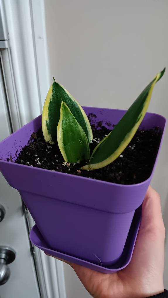 snake plant - photo 2