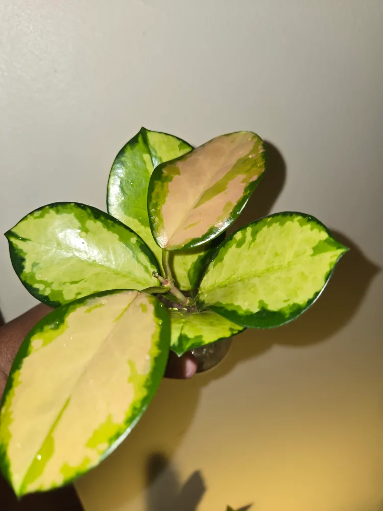 Small >>Hoya AUSTRALIS LISA IN SOIL✨️🌿🌸ROOTED image indicator(2)