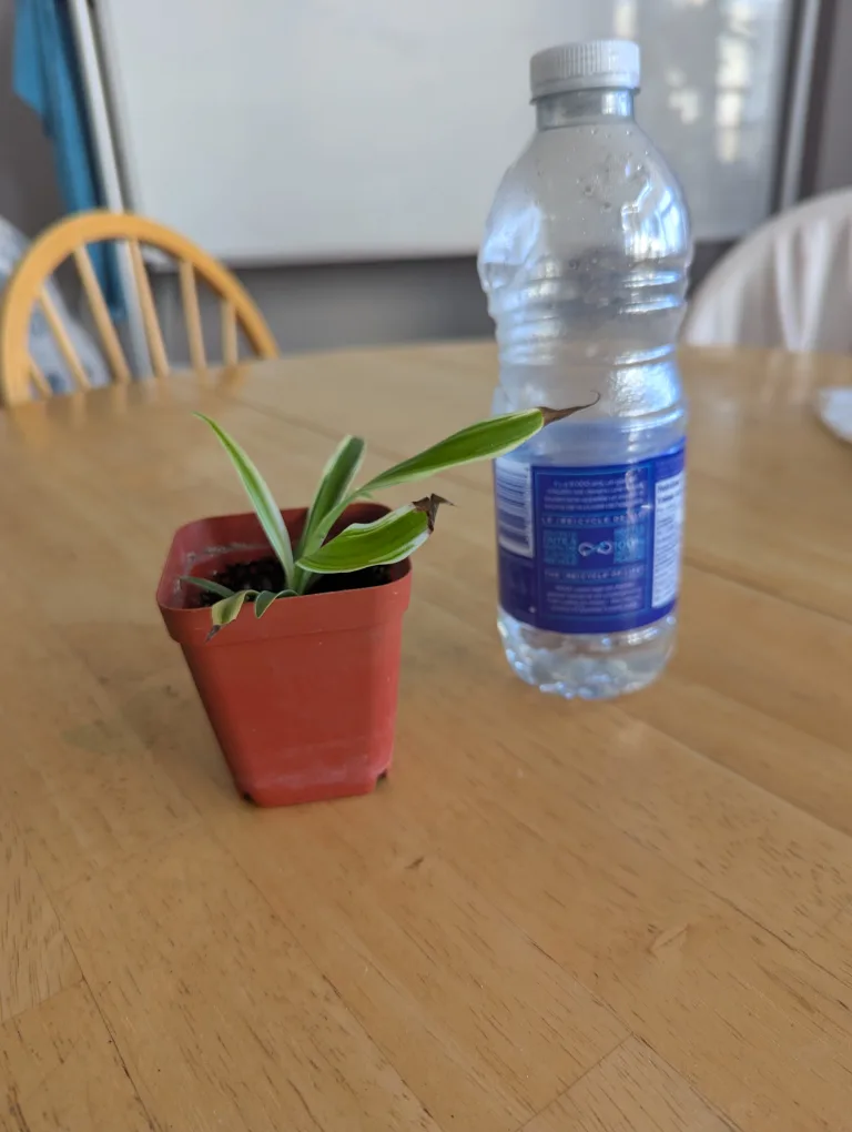 Spider Plant thumbnail