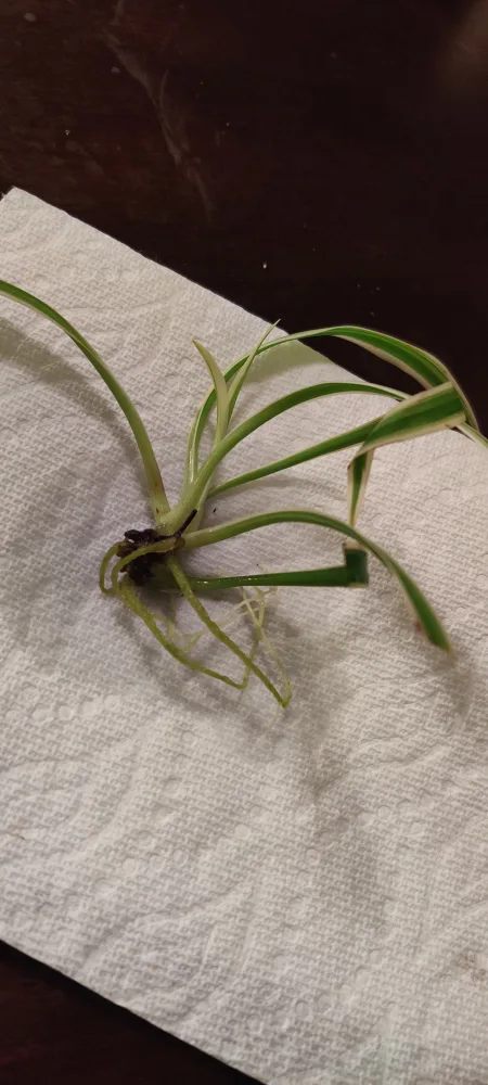 Spider Plant Cutting image indicator(2)