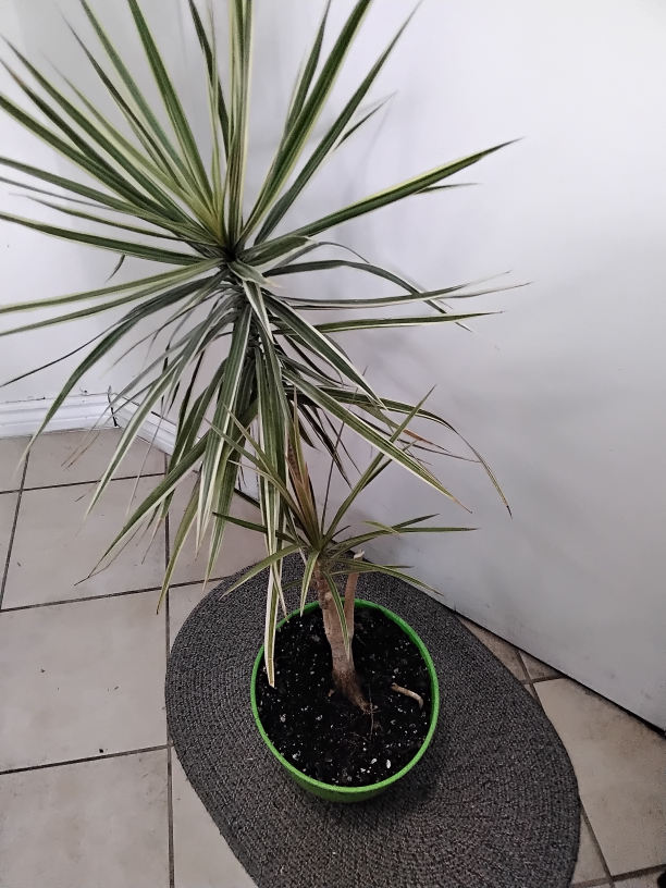 Dracaena Marginata Plant - photo 3