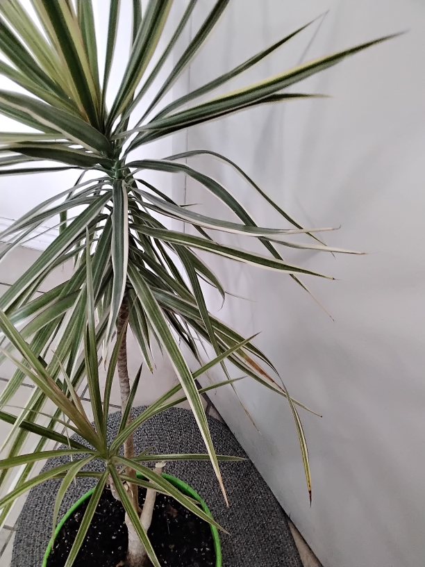 Dracaena Marginata Plant - photo 4
