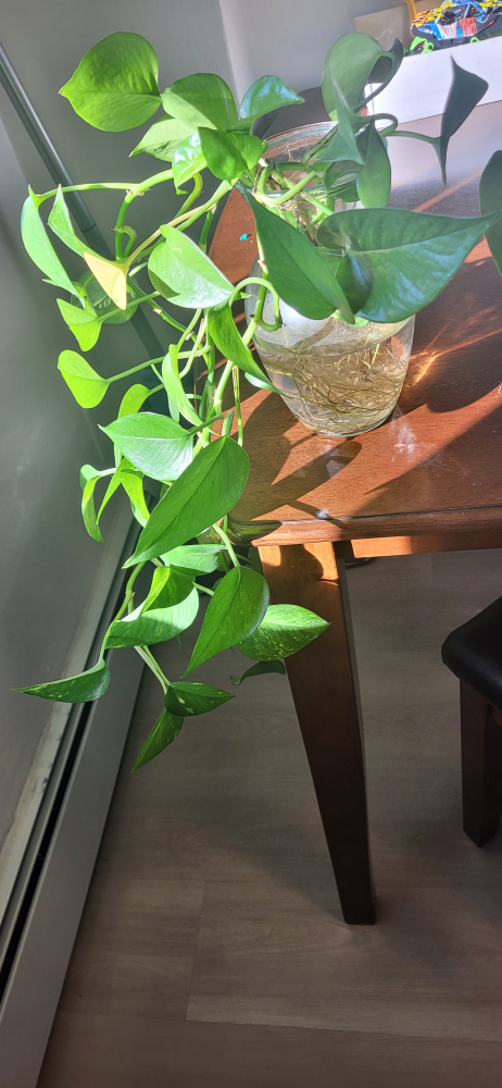 Money plant - Pothos Plants with vase - photo 3