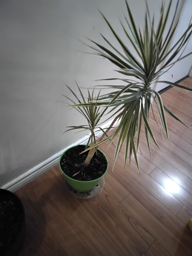 Dracaena Marginata Plant - photo 2