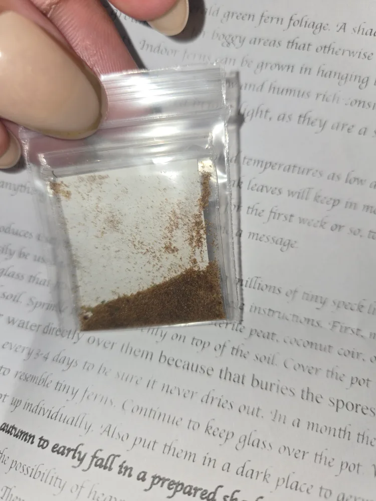 300 Autumn Fern Spores/Seeds✨️🌿 image indicator(4)
