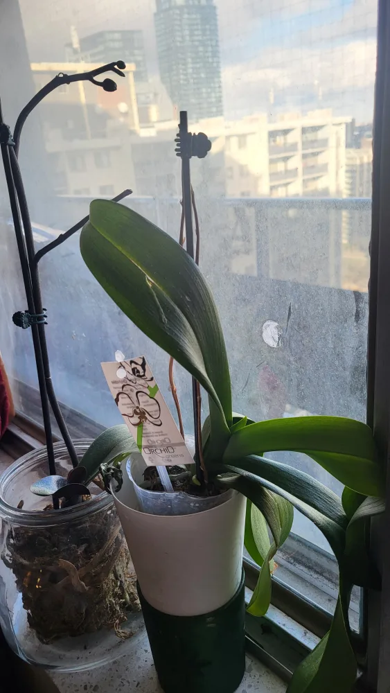 Orchids x2 thumbnail