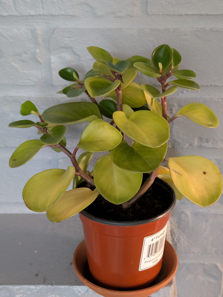 4" Peperomia obtusifolia 'Lime'