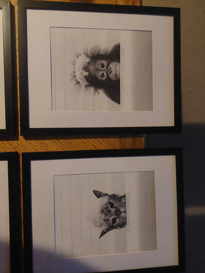 Framed animal prints image indicator(4)