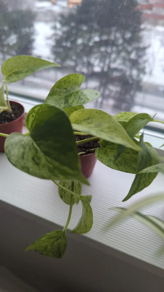 Marble Queen Pothos image indicator(5)
