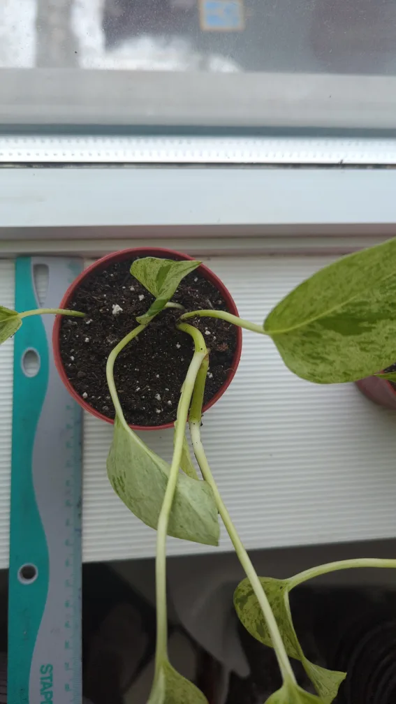 Marble Queen Pothos image indicator(7)