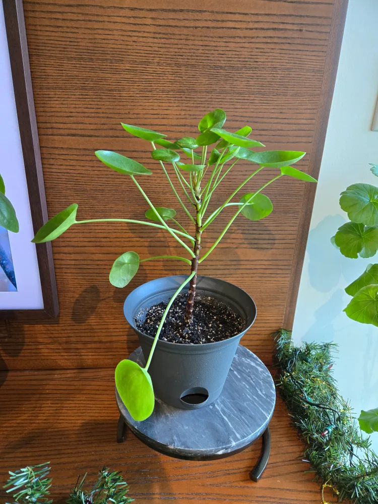 Money plant (pilea) 🌿WITH 6.8" self-watering pot included thumbnail